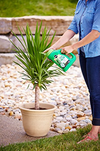 Miracle-Gro Fertilizante Granulado para Palmas 3002910 miniatura 4