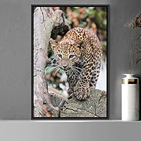 Framed Canvas Wall Art Leopard Animals Cheetah Dramatic Living Room Multicolor Photography - 16x24 inches