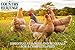 Country Heritage Chicken Layer Crumble 50lbs - 16% Protein Feed for Increased Egg Production & Strong Eggshells, High Protein