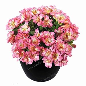Rare 16 different colors of the Peruvian Lily bonsai garden of the house flowers in bonsai pots alteremeria 100 pc/bag 7: only seeds not a live plants