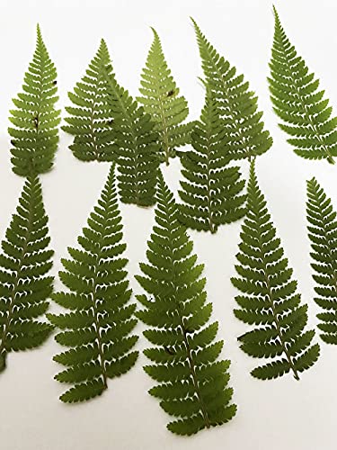 12 pcs HOU Leg Fern flores naturales secas prensadas