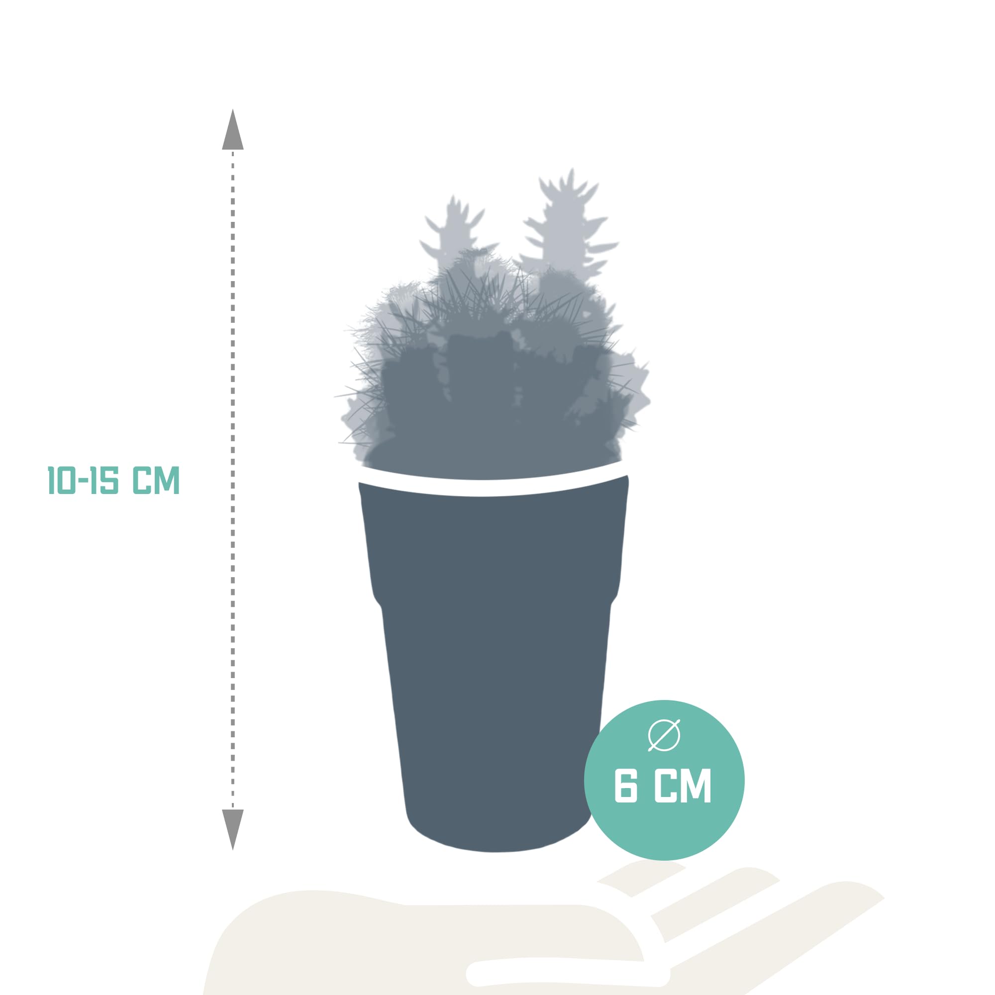 Mix di Cactus in Vaso di Plastica con Piedini, Set da 5 Pezzi, 5.5 cm