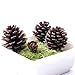 Bulk Package of Natural Pinecones-24 Pack