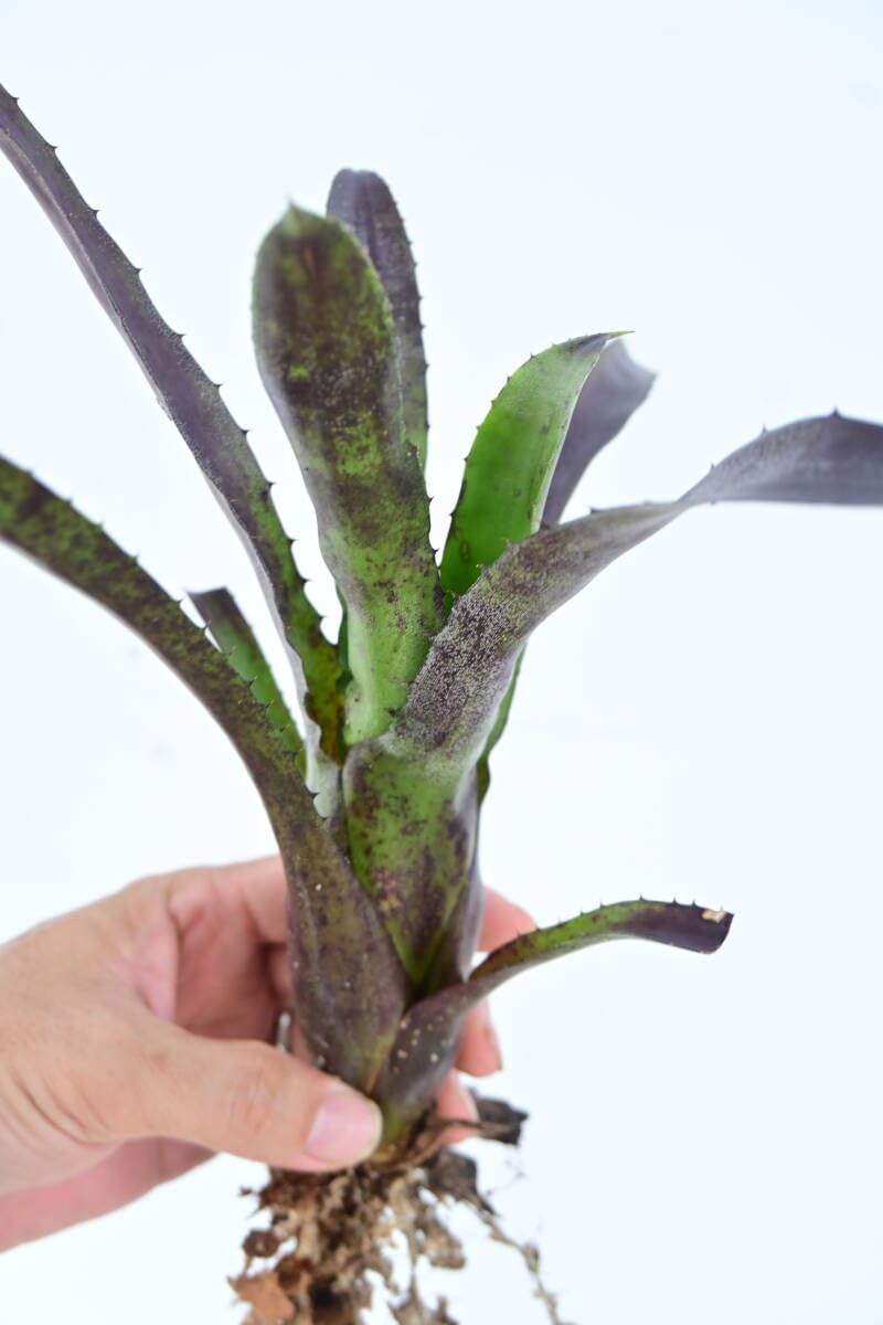 Amazon.co.jp: Hohenbergia leopoldo-horstii black form @bikamori