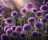 Allium Bulbs for Planting - Round Purple Blooms Really Stand Out (6 Bulbs)