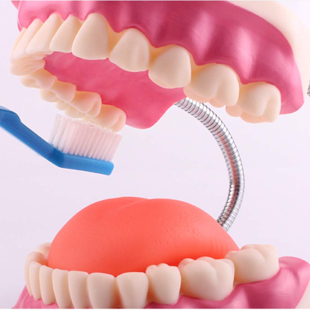 Modello di Denti Template Oral Cura Dental Modello Dental Bambini Studio di educazione Dentale e Forniture per la spazzolatura Dimostrazione Standard per la Salute Orale Adulta