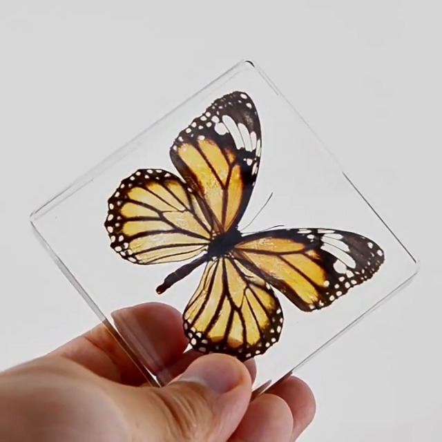 Image of Taxidermy Beetle Butterfly Cicada, Real Bug Insect Specimens in Resin Preserved, Clear for Closer-Look & Study, Science Educational Classroom Specimen, Unique Gift Ornament (E, 3.0x3.0x0.8-inch)