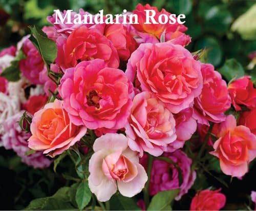 Noor al Shams Perfume | Noor al Shams Edp Unisex Eau De Parfum| Oud, Sandalwood and Vanilla Arabian Perfume | Noor al Shams Men Perfume and Women Perfume 100ml Made in Uae By Sapphireâs Choice - Image 6