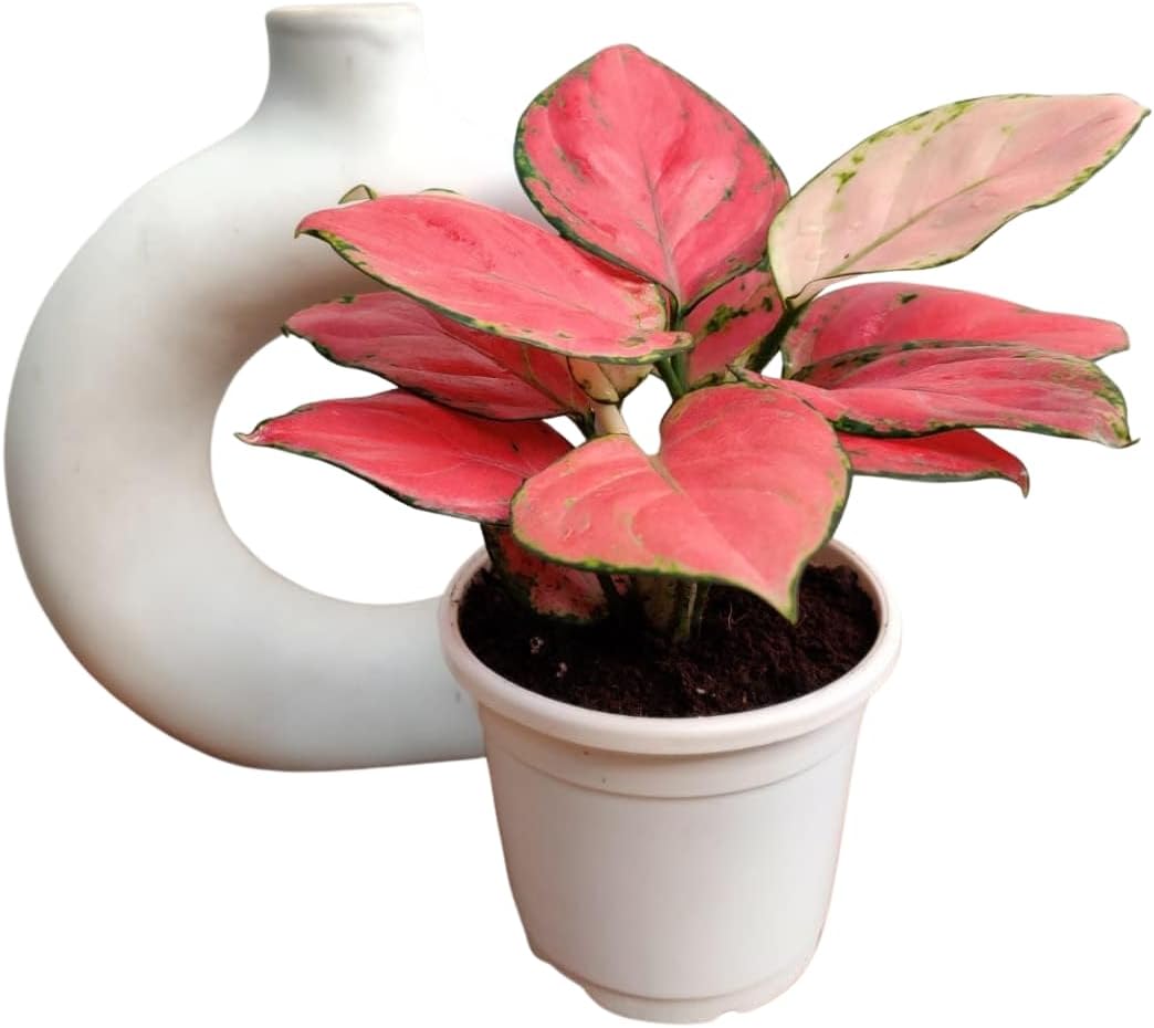 CAPPL Rare Imported Pink Ruby Aglaonema Live Plant with Pot | Low Light Indoor Plant for Home & Office Décor