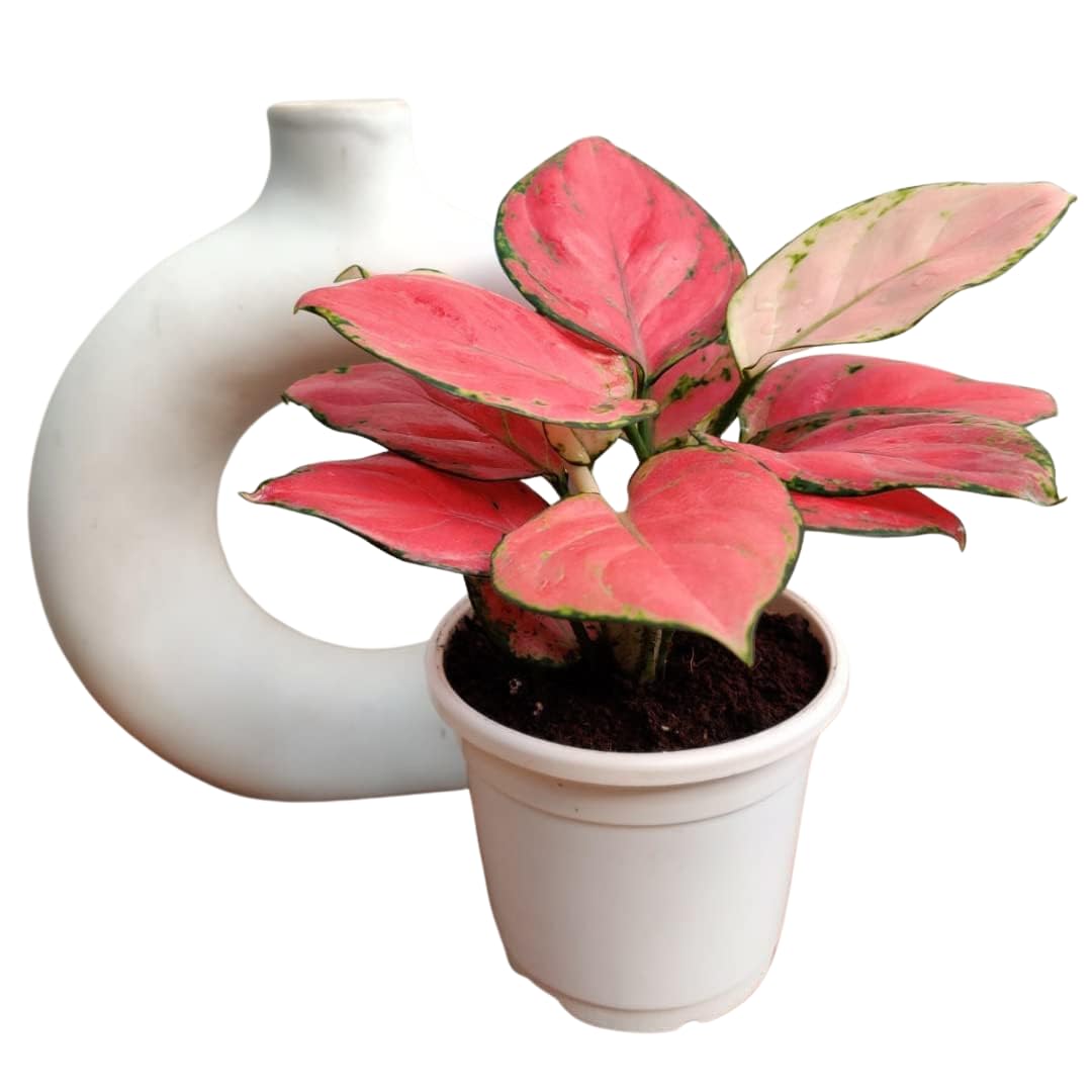 CAPPL Rare Imported Pink Ruby Aglaonema Live Plant with Pot | Low Light Indoor Plant for Home & Office Décor