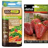 Siembra: En semillero protegido del frío en Abril-Mayo, si bien puede sembrarse también en Julio-Agosto al aire libre. Cuando las plantas alcanzan unos 8 cm. trasplantarlas a lugar definitivo, procurando sombrearlas los primeros días del trasplante