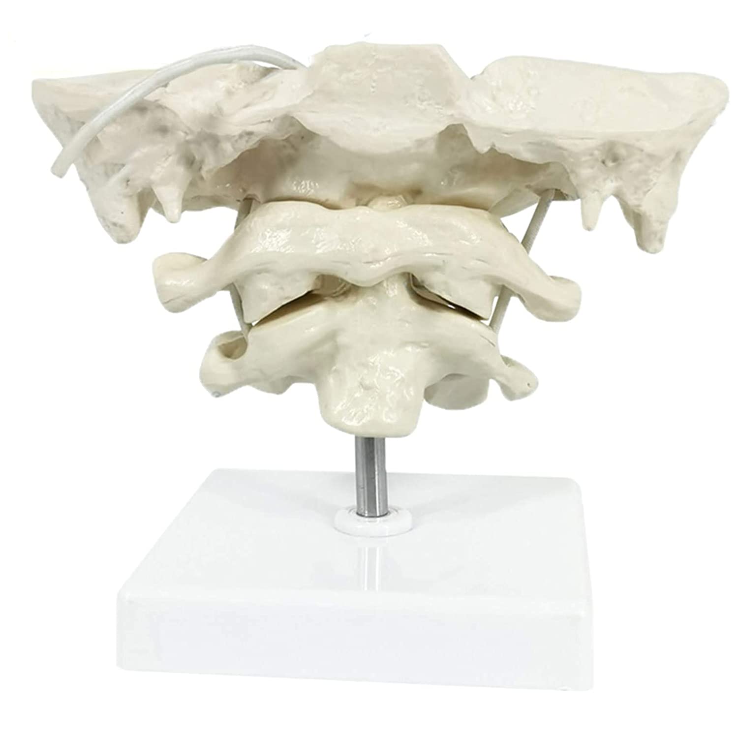 Modèle de colonie cervicale Humaine Modèle occipu, Modèle osseux Occipital Matériel de PVC pour l'enseignement médical Aide à l'aide Modèle éducatif