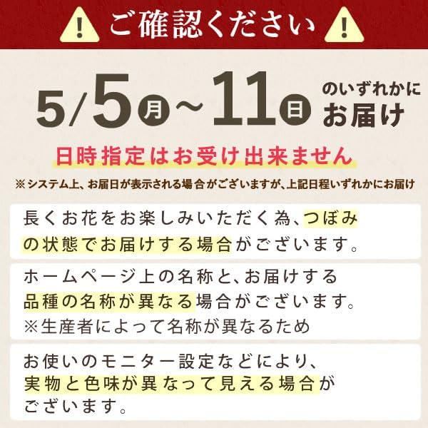 カーネーション鉢植えセット