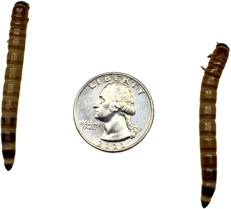 Superworms 500 Large Cupped