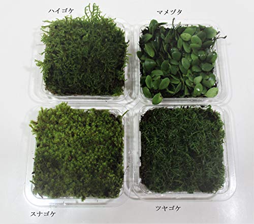 Amazon.co.jp: 【 翔美苑 】 苔 テラリウム 用 お好みで選べる 苔 4種