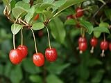 Generic New Fresh 100pcs GOUMI Berry Fruit Seeds