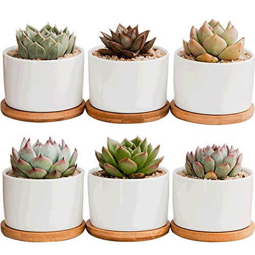 Amazon Co Jp 景徳焼 植木鉢 おしゃれ 植木鉢 陶器 プランター 鉢 鉢カバー セラミックス 多肉植物鉢 サボテン鉢 小型 6個セット 可愛い 竹製受け皿付き 底穴付き ミニ植物適用 6点入りインテリア オフィス 部屋飾り ガーデニング セット 1 円筒形 6点セット Diy
