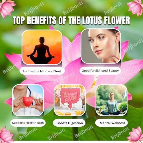 Image of Brijbooti Kamal Seeds 40-50 Seeds | Lotus Flower Seeds | Kamal Gatta | 100% Germination | Multi-Color Lotus Flower Seeds for Home Garden, Pond & Rosary