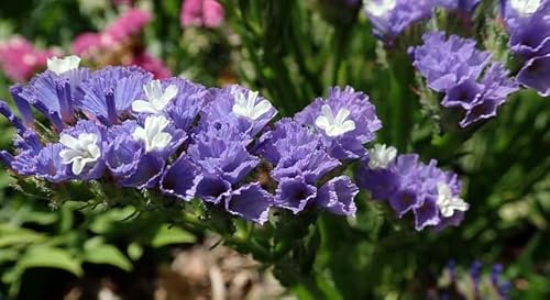 Graines Statice Sinuata Varié - Fleur spécial fleurs coupées bouquet frais ou sec - Sachet de 0,4 gramme (environ 900 graines) - Graines de style