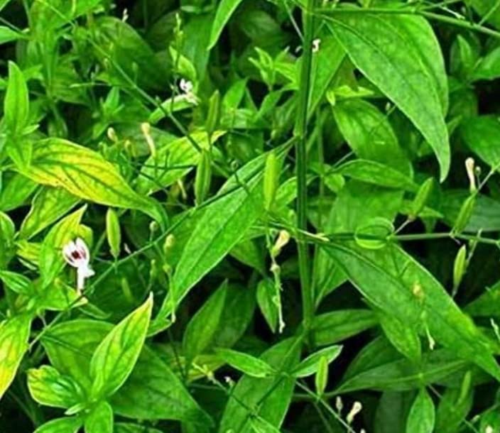 Andrographis paniculata sapling plant/Bhuinimba/Green chirayta/Siriya nangai medicinal Live Plant - 1 No (B0BJW1RTYN) Amazon Price History, Amazon Price Tracker