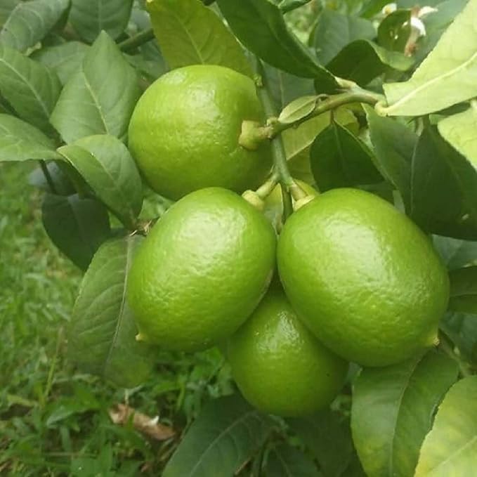 Image of Kagzi Lemon Hybrid Live Plant - High-Yield Citrus Fruit Tree | Outdoor Gardening | Nimbu Plant for Home Garden | Pack of 1 Healthy Live Plant