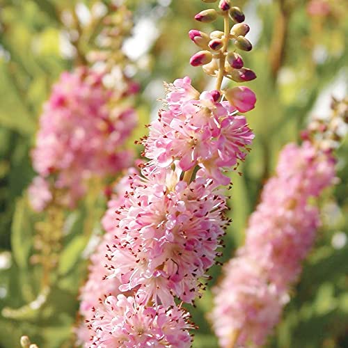 Pink Summersweet Seeds Clethra Alnifolia Deciduous Fragrant Attracts Pollinators Deer Resistant Salt Tolerant Pond Stream Rain Garden Bed Outdoor 20Pcs Shrub Seeds by YEGAOL Garden