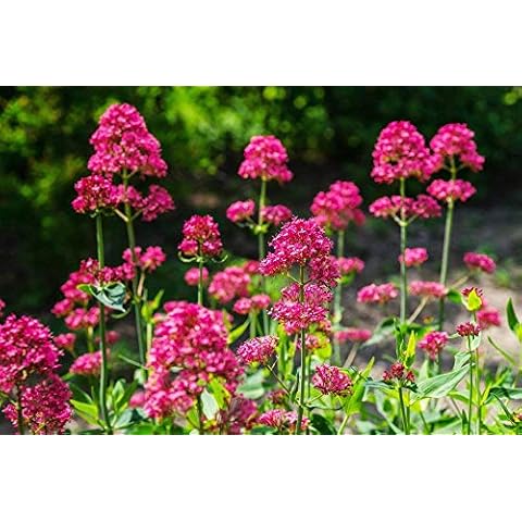 Centranthus Ruber (Red Valerian) 30 Seeds- Jupiter's Beard -Longest Blooming Perennial Cover