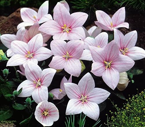 CEMEHA SEEDS - Seeds Pink Balloon Flower Platycodon Perennial Flowers for Planting