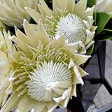 königsprotea, balkon blumenwiese mehrjährig balkonpflanzen, winterharte kübelpflanzen deko...