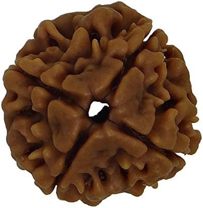 Arihant Gems & Jewels 4 Mukhi Nepali Rudraksha Silver 925 Pendant | Four Faced Rudraksha (four headed) 100% Original Certified