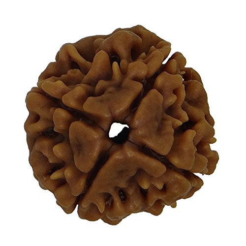 Image of Arihant Gems and Jewels 4 Mukhi Nepali Rudraksha | Natural & Certified | Astrological Four-Faced Rudraksha for Positive Energy | Unisex for Men & Women
