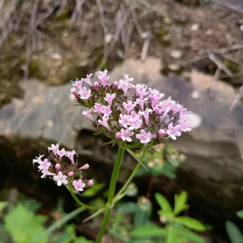 300 piezas semillas de valeriana reales, semillas de hierbas, regalo de plantas Semillas de plantas de valeriana - Valeriana officinalis - plantas balcón, flores perennes resistentes