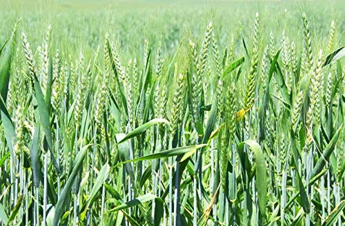 GREEN WORLD Pusa Tejas Hi - 8759 Wheat Seeds For Farming Or Agriculture (500 Gms Seeds) (B08LZDLKZP) Amazon Price History, Amazon Price Tracker