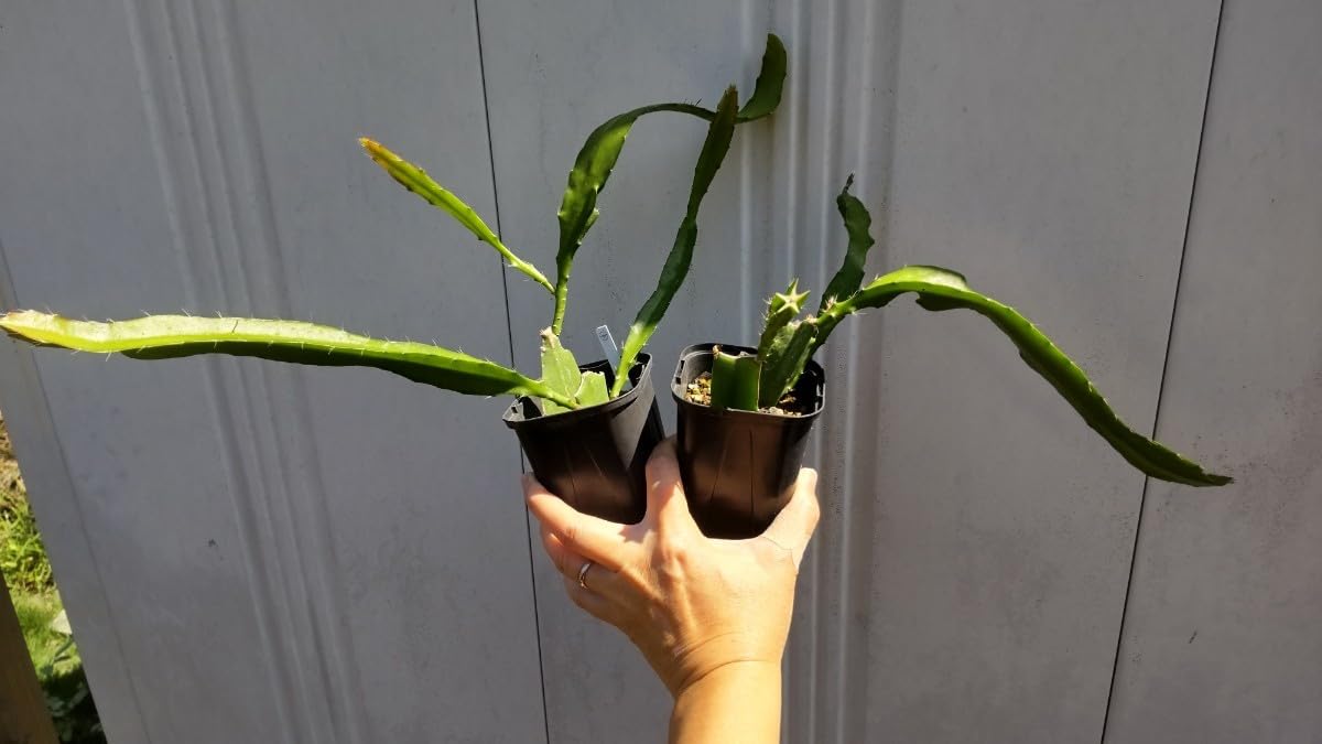 Amazon.co.jp: □2個セット□クジャクサボテン 2.5号Epiphyllum 品種