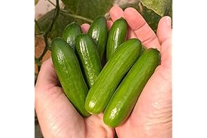 Organic Mini-Me F1 Cucumber Seeds: Tiny Treats for Your Garden