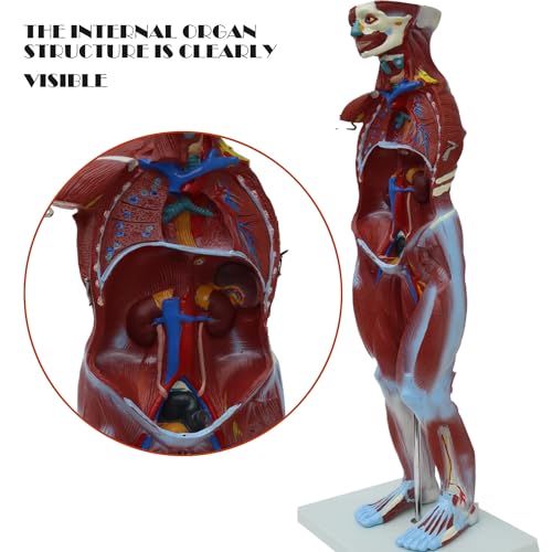 Image of Anatomical Human Muscular Figure Model with 27 Removable Parts Human Muscle Organ Model Training Manikin Model with 27 Parts for Teaching 31.5'' Tall,1 /2 lifesize