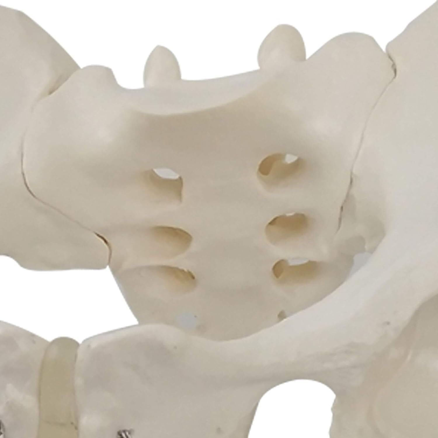 Modele Anatomiczne Żeńskie Modele Miednicy Anatomiczne Duże Stawy Miednicy Piszczel-Struktura Matki Położnictwo Wyświetlacz Wyświetlanie Medycyny Nauczania