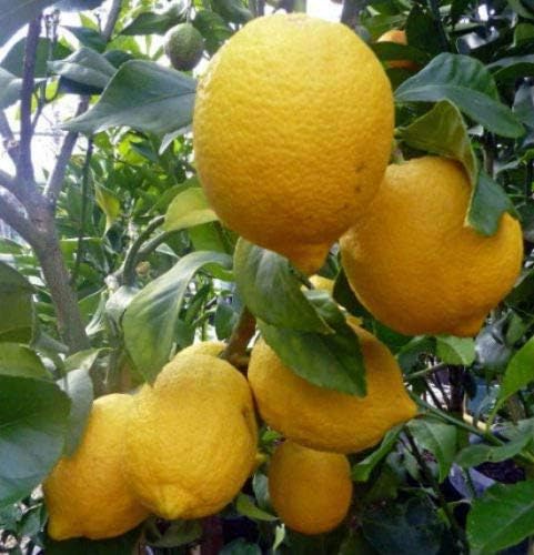 Lemon Tree Ponderosa Dwarf Citrus Yellow Edible Fruit 4" Pot Garden