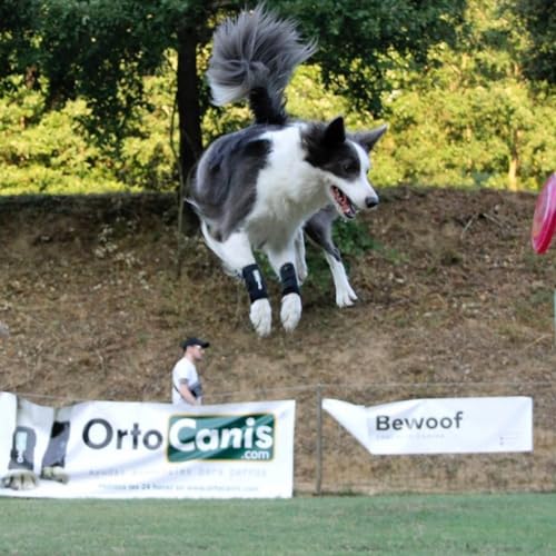 Ortocanis - Karpalgelenk-Bandage für Hund - Arthrose, Bänder- und Sehnenverletzungen oder Agility-Hunde - Hergestellt aus Neopren ARD - Größe L 17-19 cm