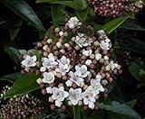 Baumschule Pflanzenvielfalt Viburnum tinus Eve Price - Lorbeerschneeball Eve Price - Mittelmeer-Schneeball - Lorbeerblättriger Schneeball -