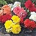 Outsidepride Begonia Tuberosa Double Flower Seed Mix - 500 Seeds
