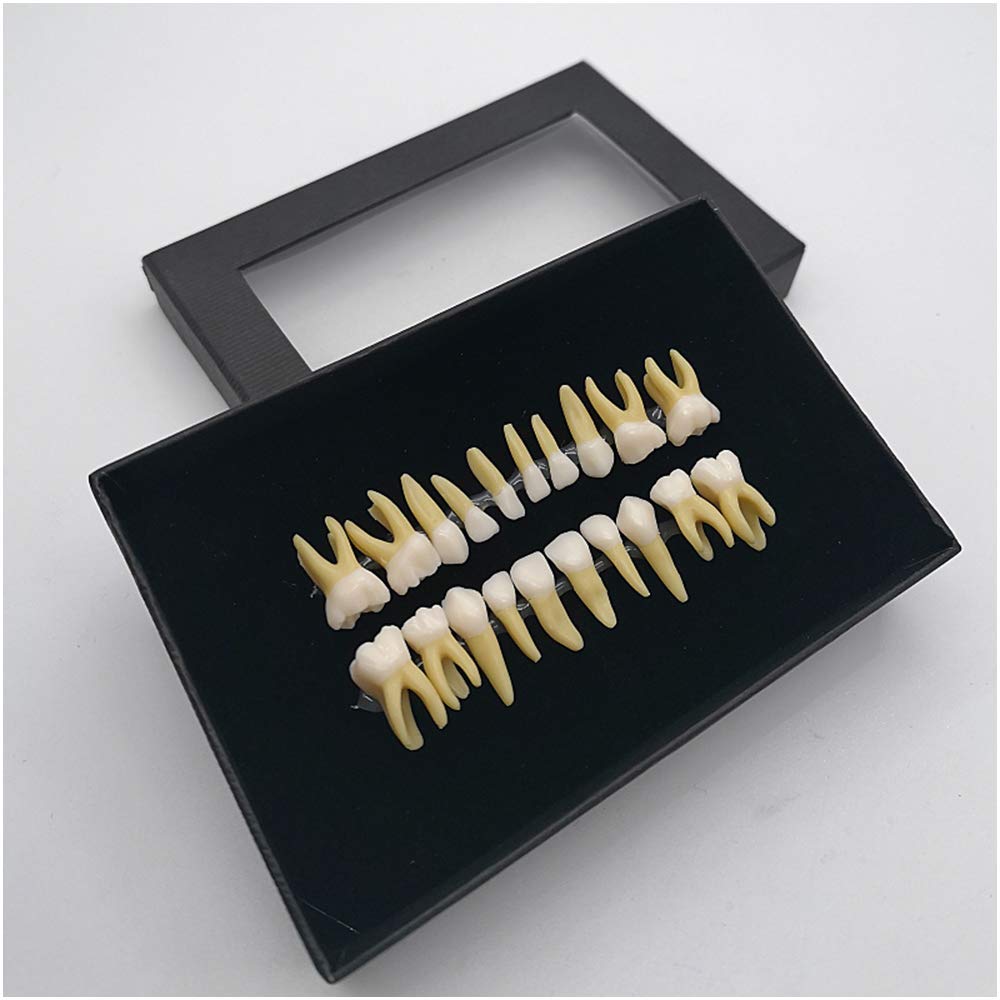 Sjdopulse A Teeth Teaching Model - Two-Color Permanent Teeth Model - 20 Rtificial Dentures With Roots - Simulation Oral Tooth Teeth Demonstration Model - For Study Teaching Display (A)