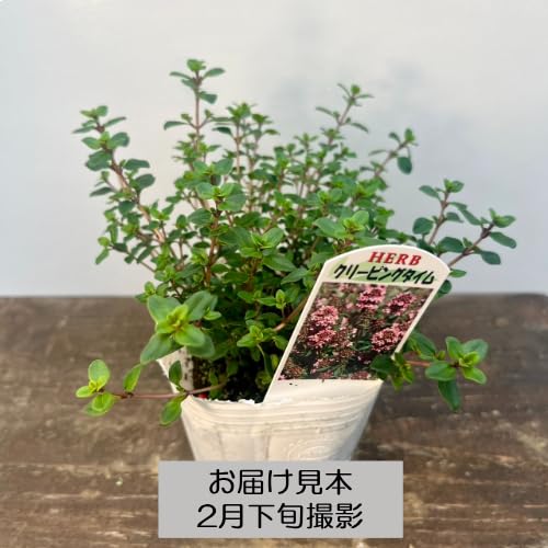 宿根草苗No.10　 掘り上げ株9cmポット8個 宿根草のおすすめ人気商品一覧 通販 - Yahoo!ショッピング