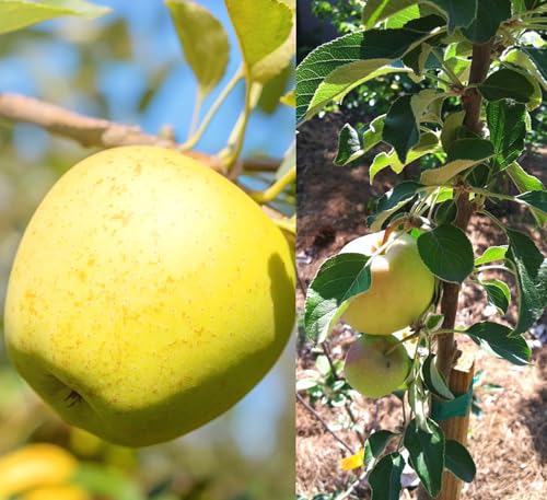 Image of Golden Apple Fruit Plant Live Tree Grafted 2 Feet - Fast Fruit Yield in 2-3 Years - Includes Golden Delicious, Royal Gala Apple Tree & Best Gala Variety for Fresh Homegrown