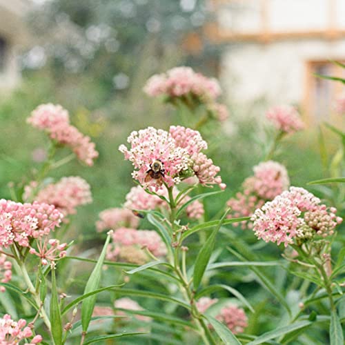 Sereniseed Milkweed Seed Collection (5-Pack) Sereniseed Milkweed Seed Collection (5-Pack)
