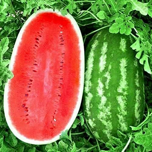 Seeds4planting Seeds Watermelon Astrakhan Green Giant