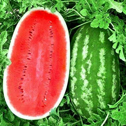 KIRA SEEDS - Seeds Giant Astrakhan Watermelon 11 lbs - Fruits for Planting - GMO Free