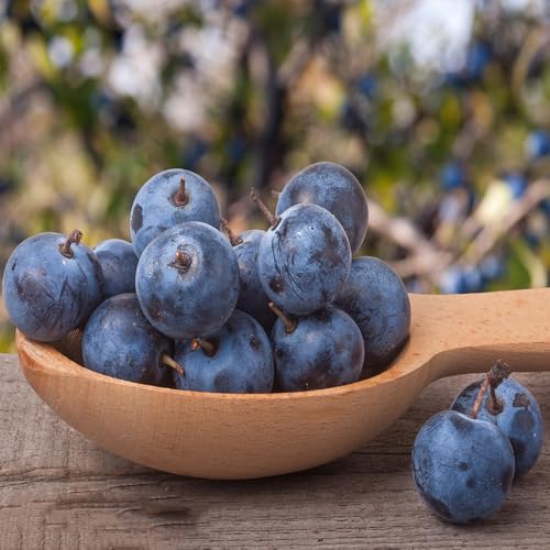 semi di prugnolo frutteto prugnolo semi di da frutto colonnari comprare da frutto esotico giardino colonnari colonnare vecchie varietà balcone 60pcs