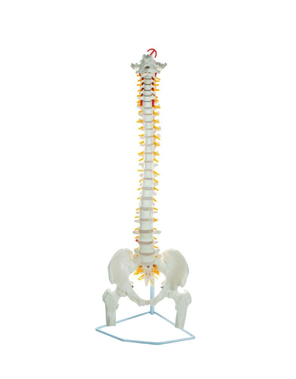 Labzio - Life Size Flexible Spinal Column with Femur Heads, Showing Spinal Nerves and Occipital Plate, Medical Anatomical Model, Perfect for Orthopedics, Ideal for Doctors (B06Y1FRCJP) Amazon Price History, Amazon Price Tracker