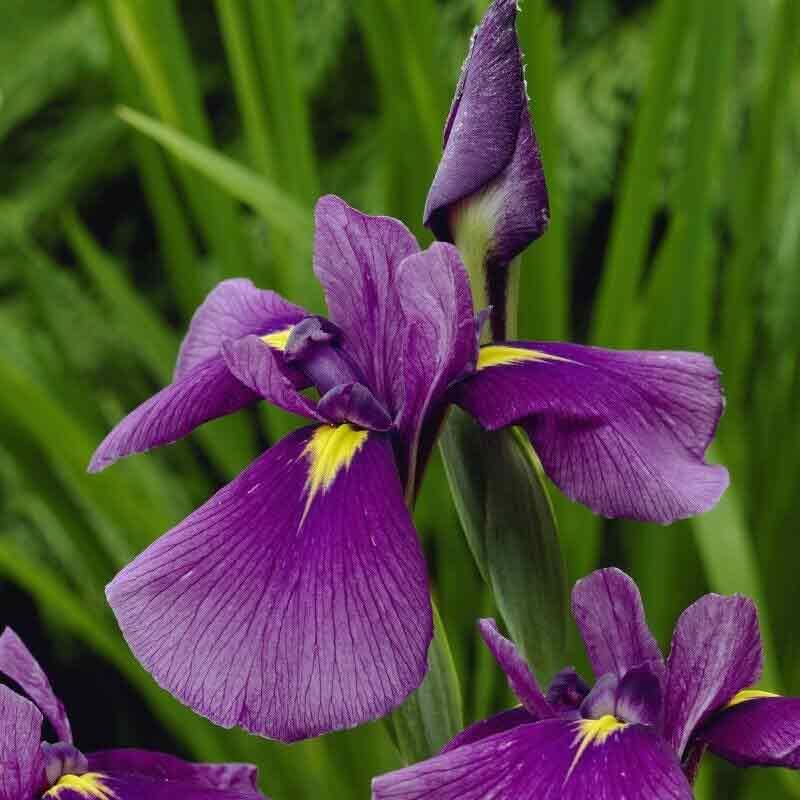 Lincolnshire Pond Plants Ltd - Iris Kaempferi 'Royal Banner' - Marginal Pond Plants - BP114B-1 / 9cm Potted